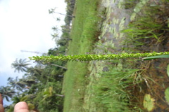 Sacciolepis interrupta